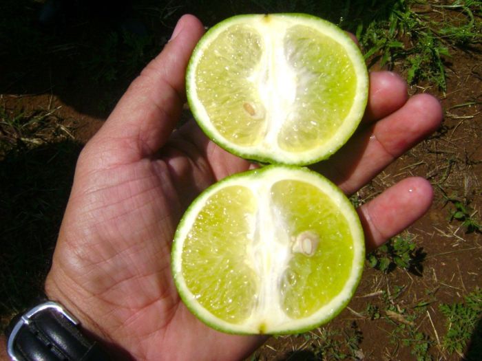Os frutos de ramos com sintomas do greening não amadurecem normalmente, adquirem uma coloração verde clara manchada e caem precocem Os frutos de ramos com sintomas do greening não amadurecem normalmente, adquirem uma coloração verde clara manchada e caem precocem