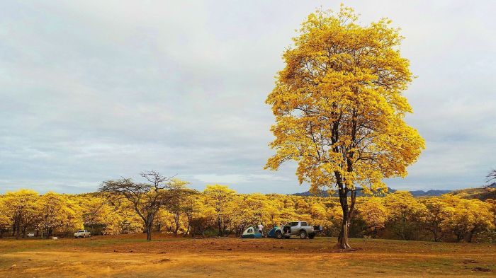 Este é o guaiacã. Não parece com um Ipê Amarelo?