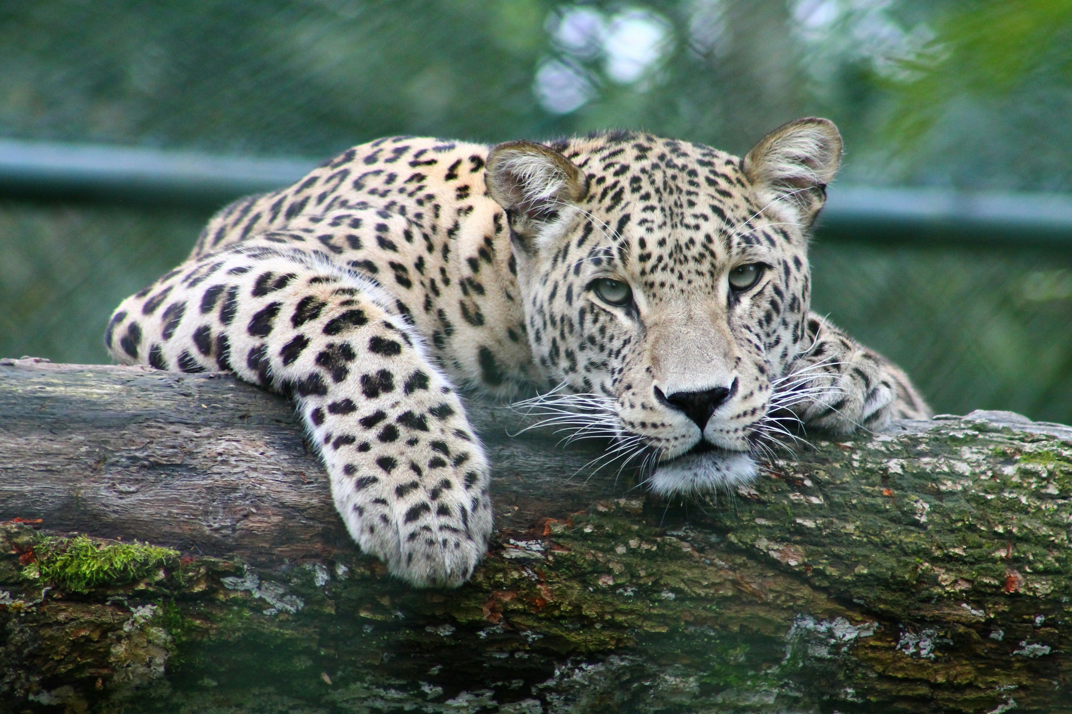 "A chuva molha as manchas do leopardo, mas não as apaga", o que significa provérbio africano