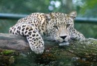 "A chuva molha as manchas do leopardo, mas não as apaga", o que significa provérbio africano