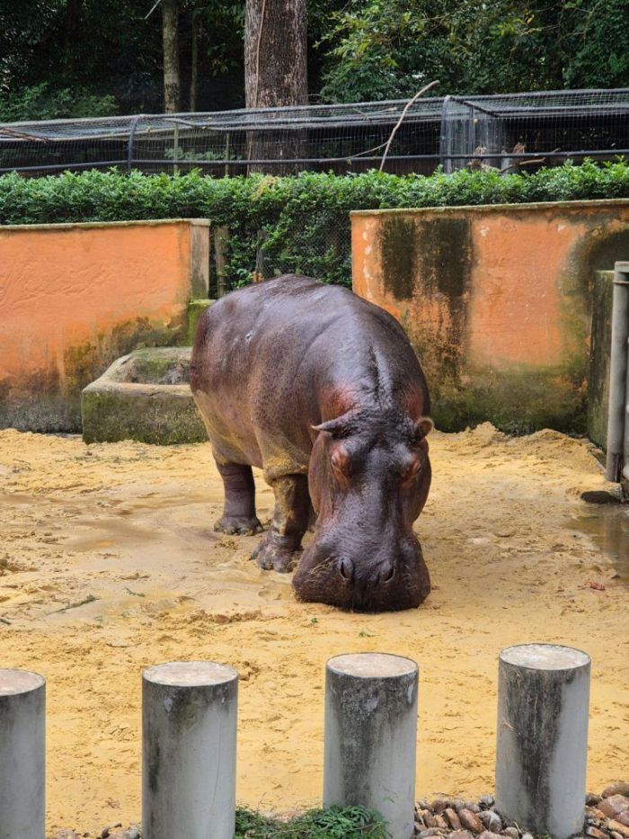 Hipopótamo Yuri mobiliza equipe em cirurgia dentária no zoológico de Sorocaba, em SP.