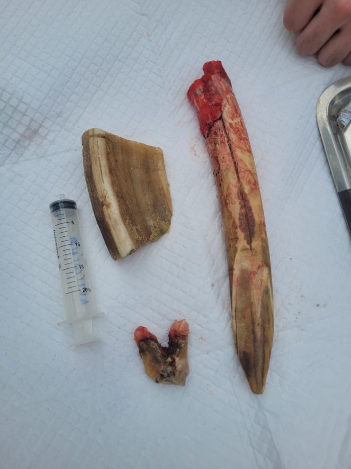 Dentes do Yuri, hipopótamo que precisou passar por cirurgia em Sorocaba, em SP.