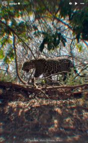 Zé Felipe e Ana Castela viajam para o Pantanal