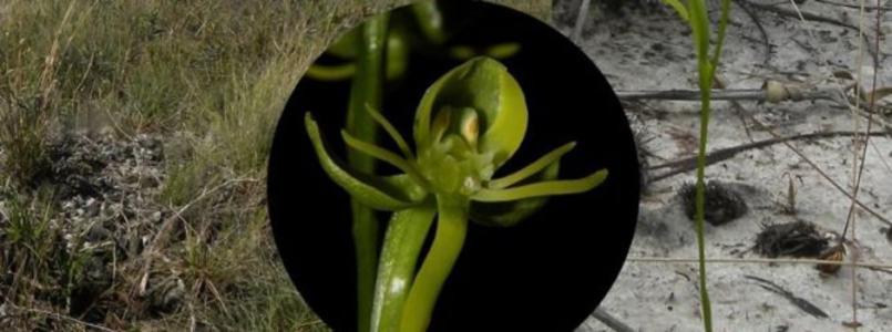 Nova espécie recebeu o nome científico de Habenaria adamantina
