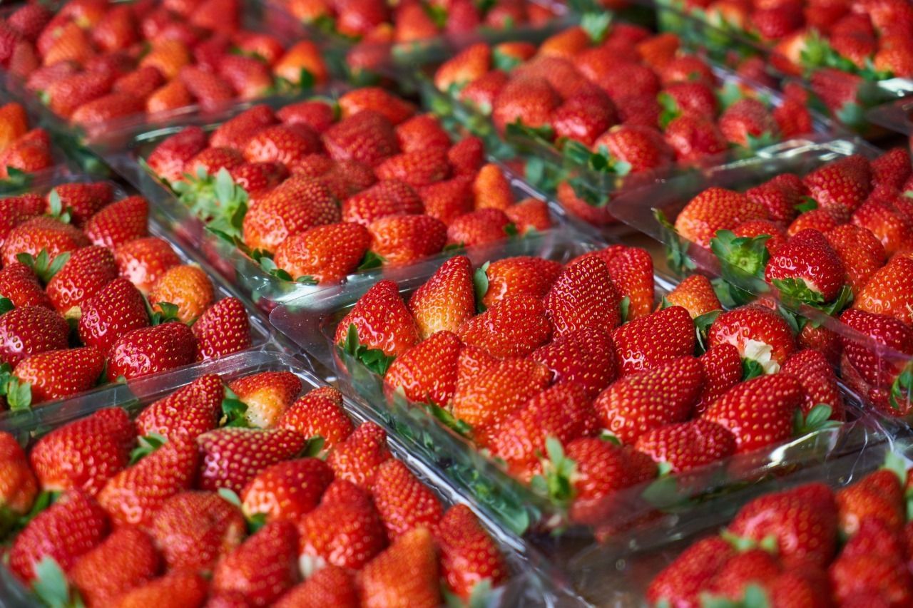 Importação de morango cresce 868% e preocupa produtores de Minas Gerais