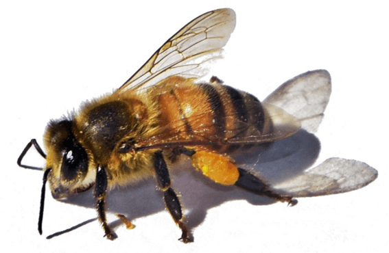 Abelha transportando pólen na curbícula.