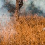 Balanço dos bombeiros revela redução de mais de 20% em área queimada nas unidades de conservação