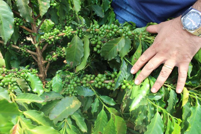 Produtores estão tendo que fazer as colheitas mais de uma vez, em razão dos diferentes tempos de maturação dos grãos