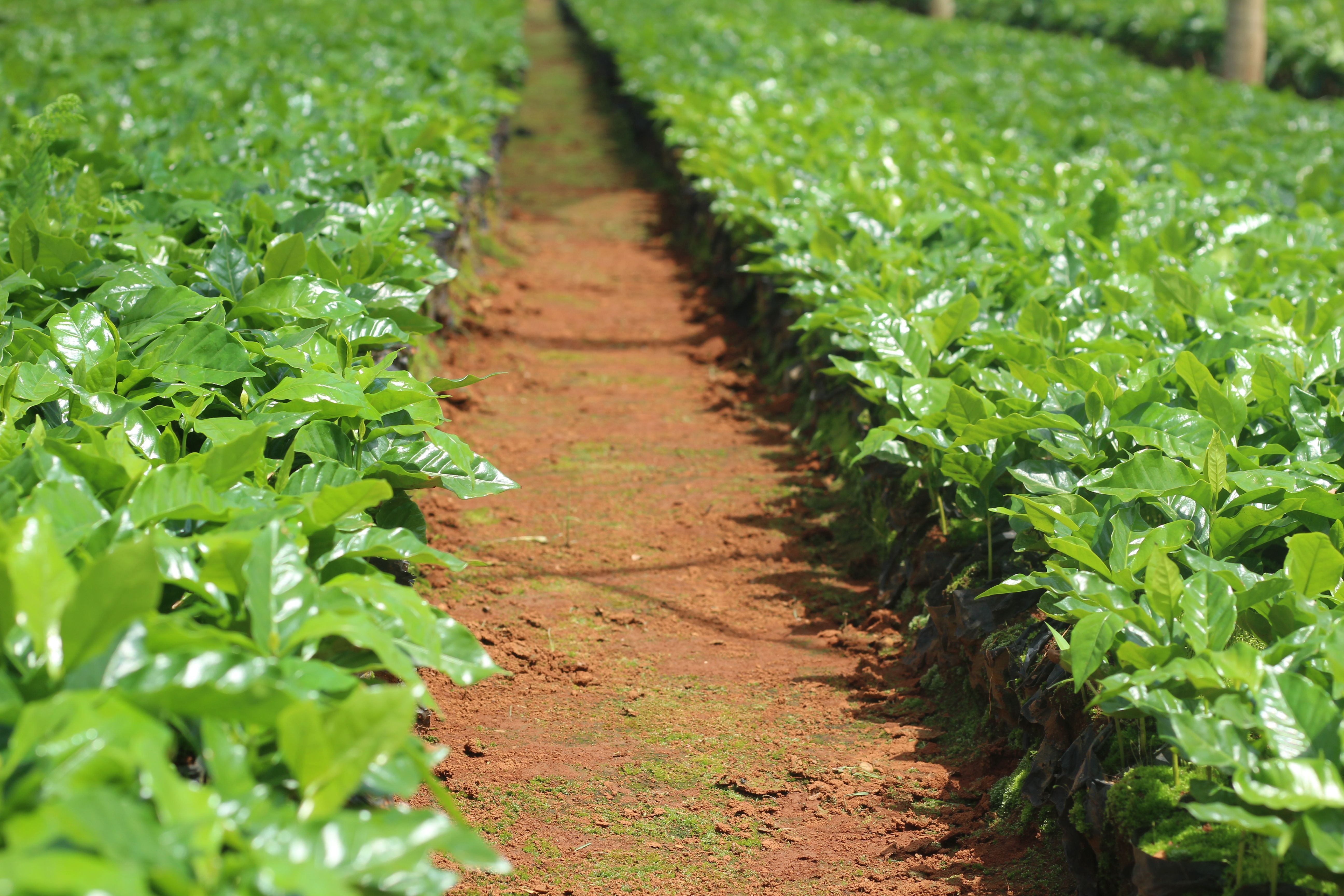 PIB do agro recua 0,9% no terceiro trimestre; entenda porque