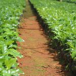 PIB do agro recua 0,9% no terceiro trimestre; entenda porque