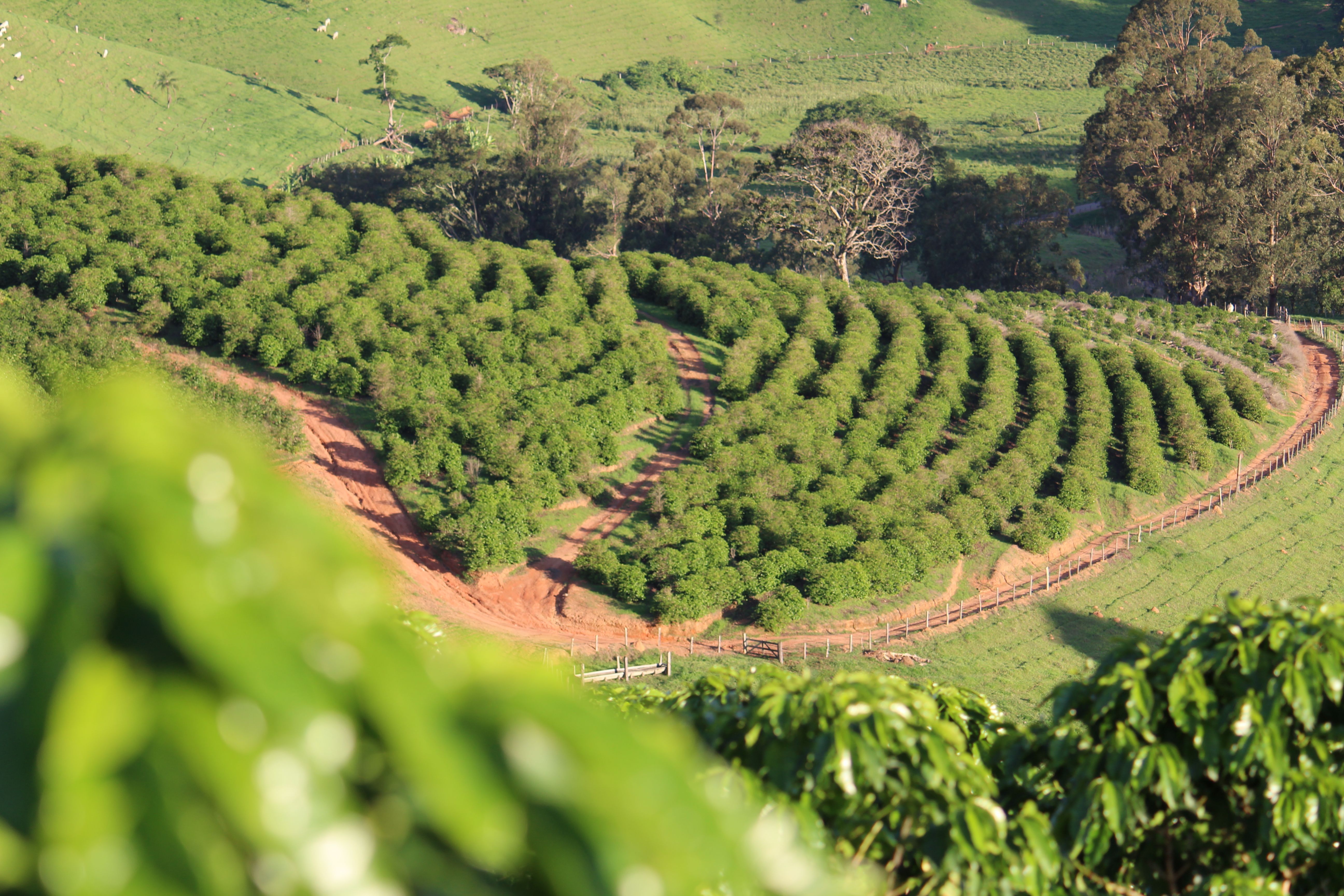 Na cratera de um vulcão: conheça os cafés que carregam resquícios de estrutura geológica milenar