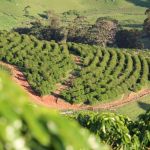 Na cratera de um vulcão: conheça os cafés que carregam resquícios de estrutura geológica milenar