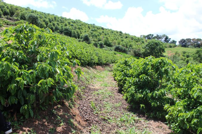 Boa altitude, microclima e solo vulcânico conferem notas sensoriais complexas aos cafés da região