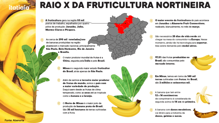  O Norte de Minas é o maior polo de produção de banana prata do Brasil