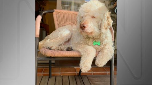 Cão morre eletrocutado após tocar cabo energizado em SP: “desespero“, diz tutor | CNN Brasil