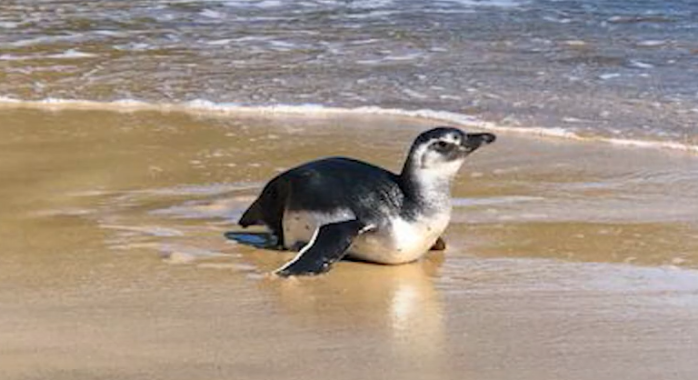 Muitos animais ficam debilitados durante a migração o que facilita os encalhes nas praias