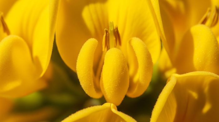 A flor do ipê amarelo em destaque