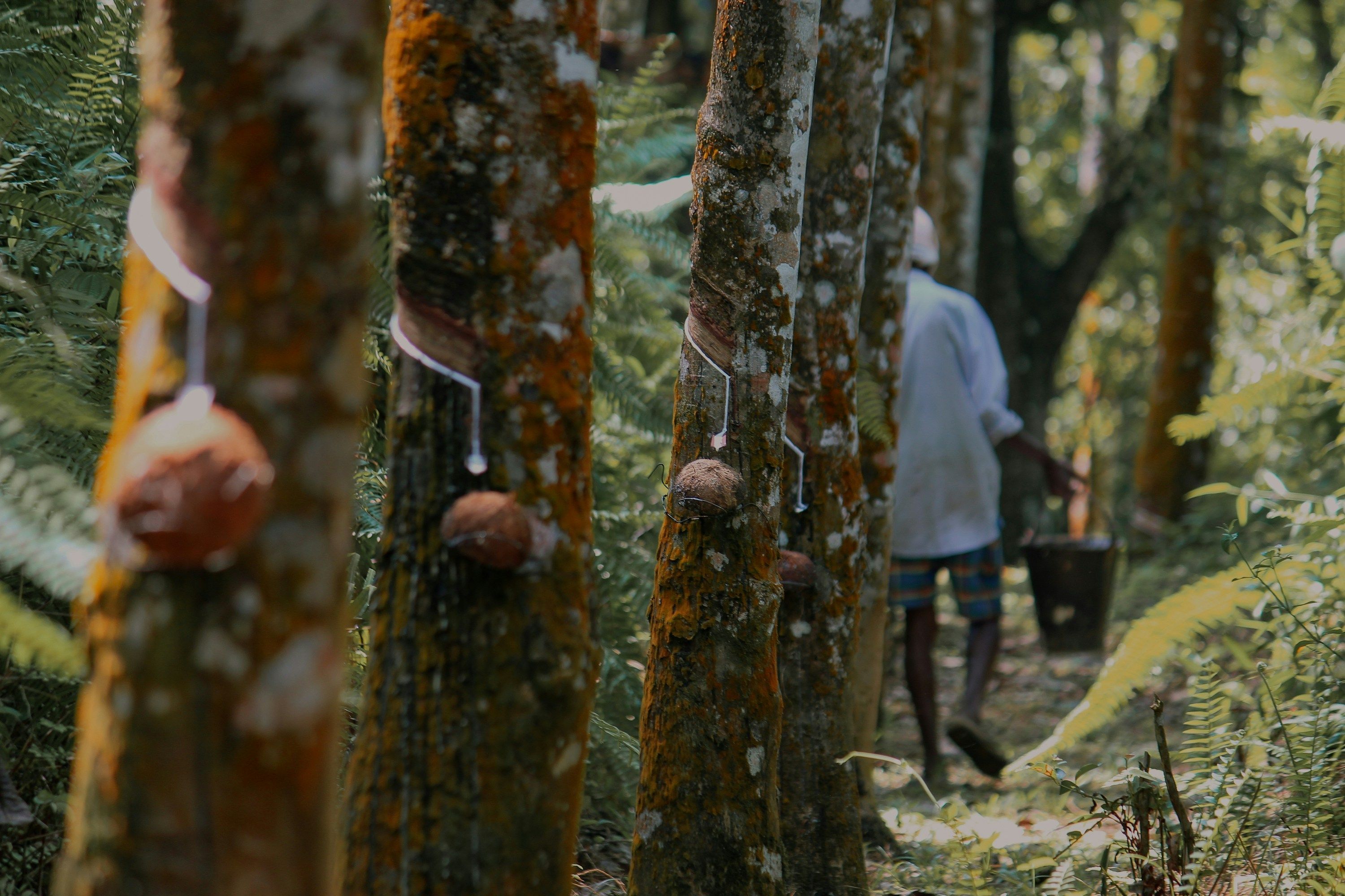 Conab fará leilões com até R$ 22,2 milhões para apoiar preços da borracha