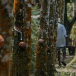 Conab fará leilões com até R$ 22,2 milhões para apoiar preços da borracha