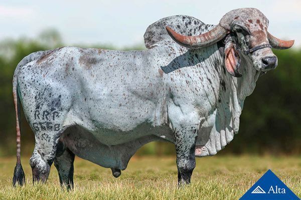 Ivã foi líder de sumário de 2019 e um dos touros que mais fornece sêmen da raça Gir Leiteiro no Brasil.