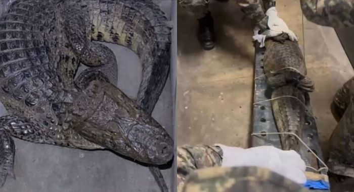 Metrô do Recife teve tiro e jacaré no mesmo dia. Metrô do Recife teve tiro e jacaré no mesmo dia.