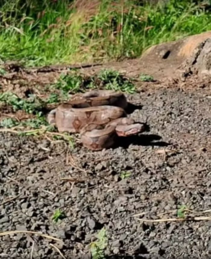 Serpente tem cerca de 1,5 metro; caso aconteceu em Goiatuba, no sul do estado.