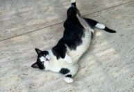 Produtos falsificados para pets colocam saúde de cães e gatos em risco