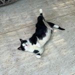 Produtos falsificados para pets colocam saúde de cães e gatos em risco