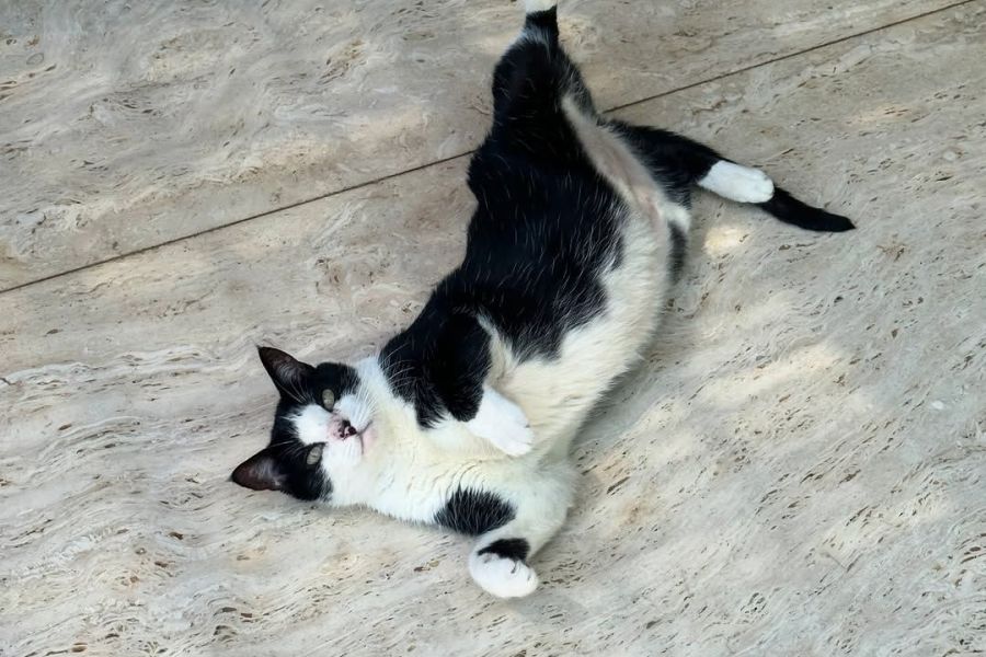 Produtos falsificados para pets colocam saúde de cães e gatos em risco