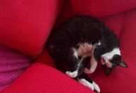 Onde os gatos se escondem no frio? Conheça 5 lugares favoritos e os perigos deles