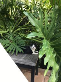 João, gato de Marina Ruy Barbosa, está desaparecido