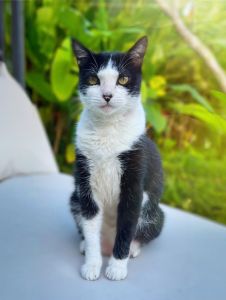 João, gato de Marina Ruy Barbosa, está desaparecido