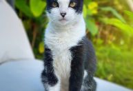 RS cria fundo inédito para proteção animal e garante recursos permanentes