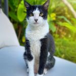 RS cria fundo inédito para proteção animal e garante recursos permanentes