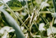 Óleo de soja sobe no Brasil com expectativa de maior demanda por biodiesel