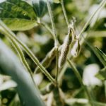 Óleo de soja sobe no Brasil com expectativa de maior demanda por biodiesel