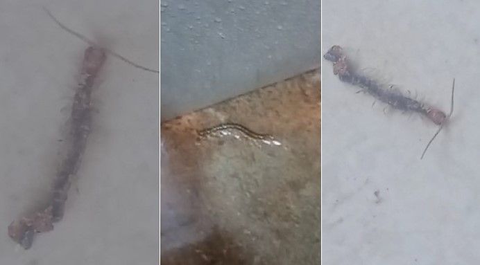 Vídeo: morador de Contagem denuncia infestação de lacraias, ratos e escorpiões