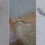 Vídeo: morador de Contagem denuncia infestação de lacraias, ratos e escorpiões
