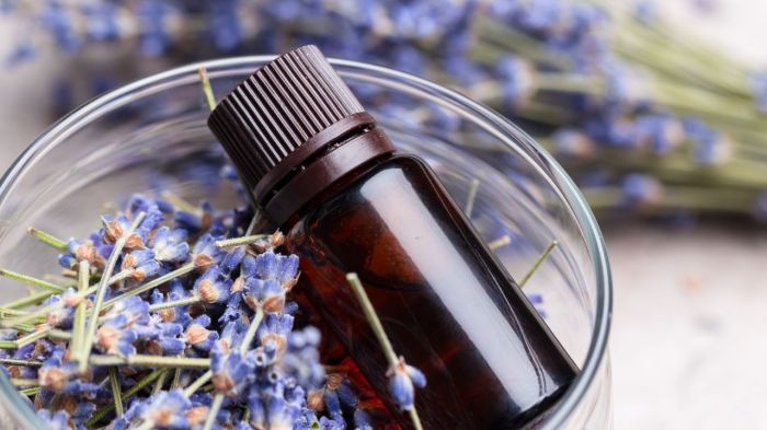 Lavanda confira seus benefícios