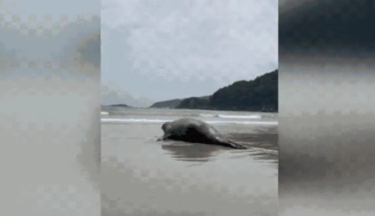 Vídeo: veja o momento em que elefante-marinho encalhado em praia de SP volta ao mar