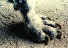 Unhas grandes, perda de pelo e feridas são sintomas comuns na leishmaniose canina