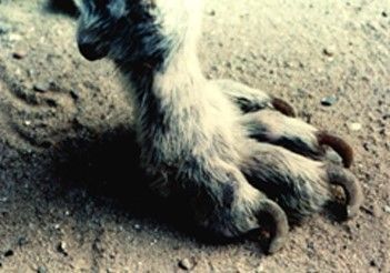 Unhas grandes, perda de pelo e feridas são sintomas comuns na leishmaniose canina