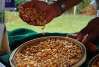 Safra de SP avança com alta de milho e soja; laranja enfrenta desafios