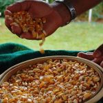 Safra de SP avança com alta de milho e soja; laranja enfrenta desafios