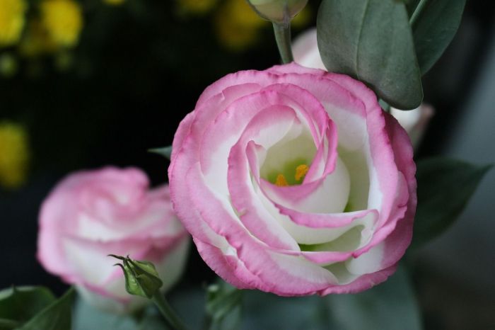 Lisianthus