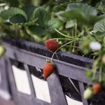 Deputados buscam formas de proteger produtores de morango de Minas Gerais da concorrência estrangeira