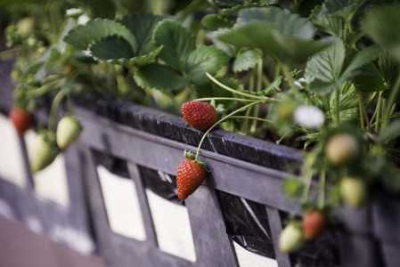 Municípios do Sul de Minas formam a região maior produtora de morango do Brasil