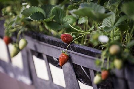 Municípios do Sul de Minas formam a região maior produtora de morango do Brasil