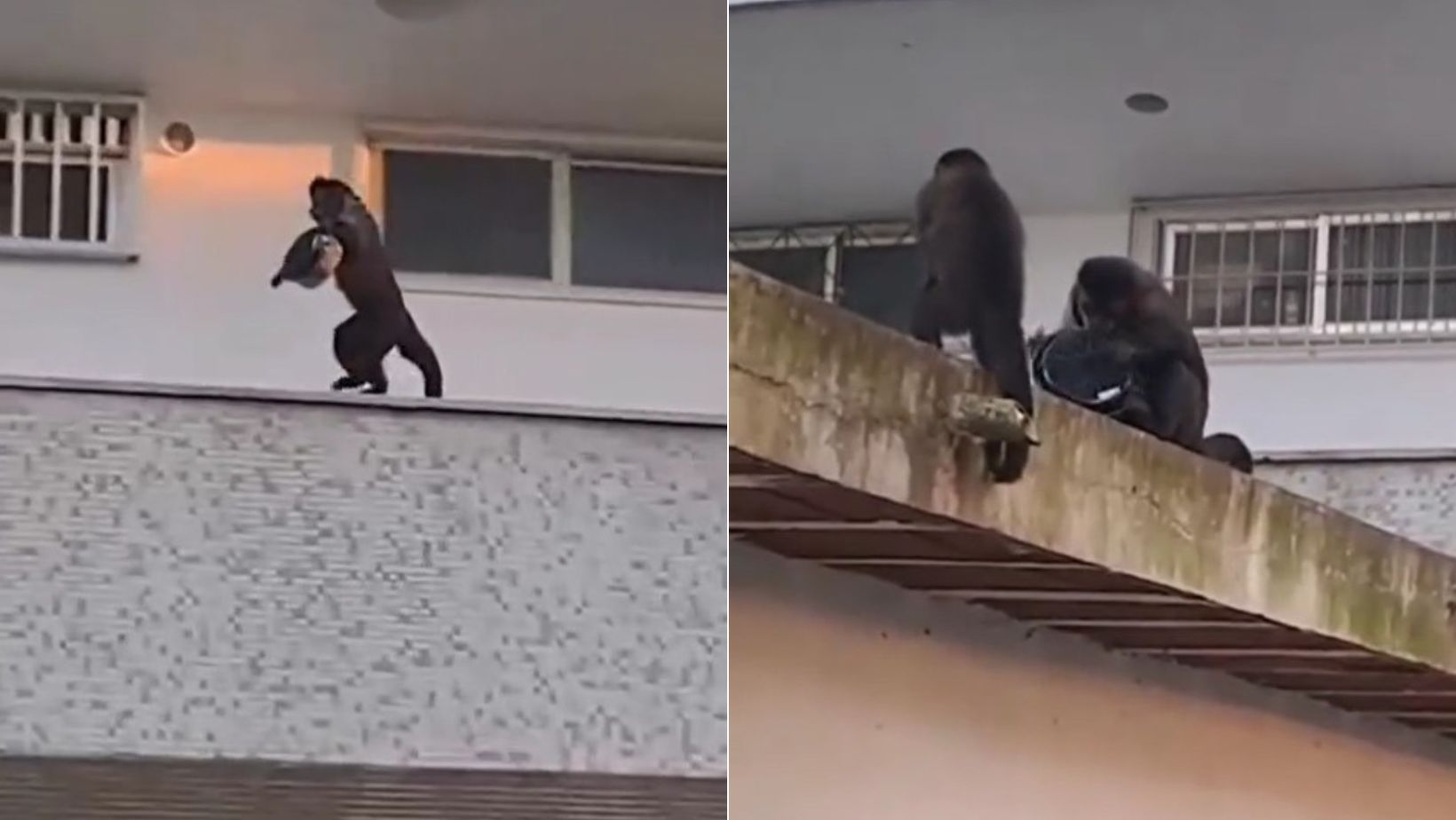 Vídeo: macaco é flagrado 'roubando' bolo em prédio no RJ