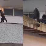 Vídeo: macaco é flagrado 'roubando' bolo em prédio no RJ